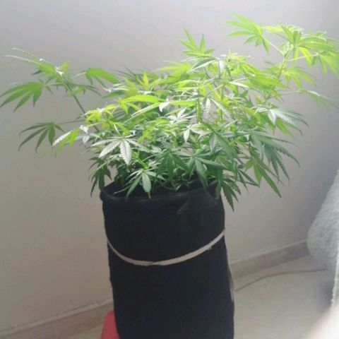 Genética desconocida growlog timeline photo
