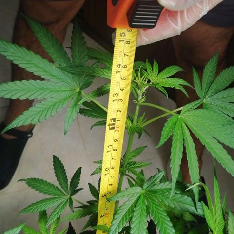 Genética desconocida growlog timeline photo