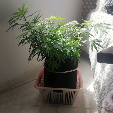 Genética desconocida growlog timeline photo