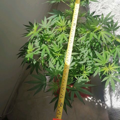 Genética desconocida growlog timeline photo