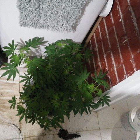 Genética desconocida growlog timeline photo