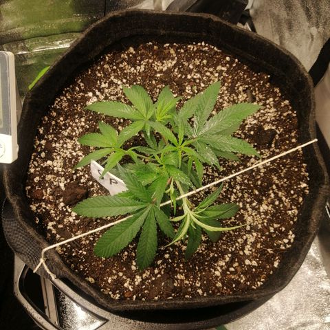 SP growlog timeline photo