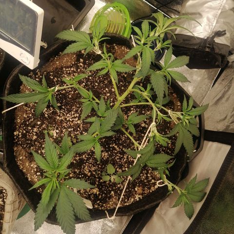 SP growlog timeline photo
