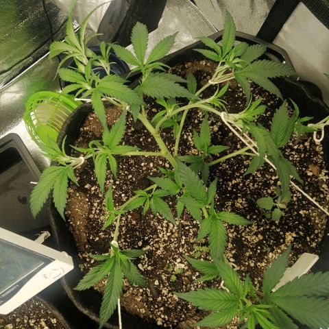 SP growlog timeline photo
