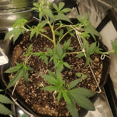SP growlog timeline photo