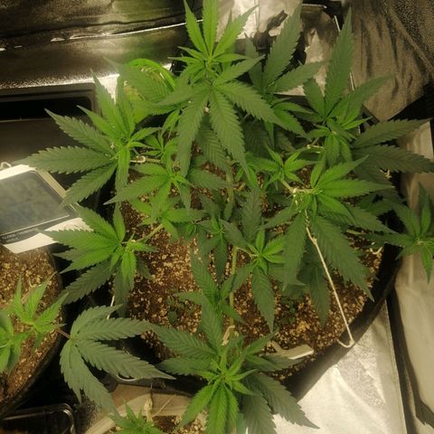 SP growlog timeline photo