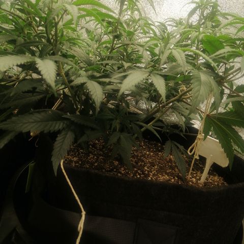SP growlog timeline photo