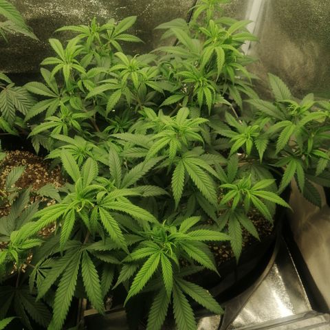 SP growlog timeline photo