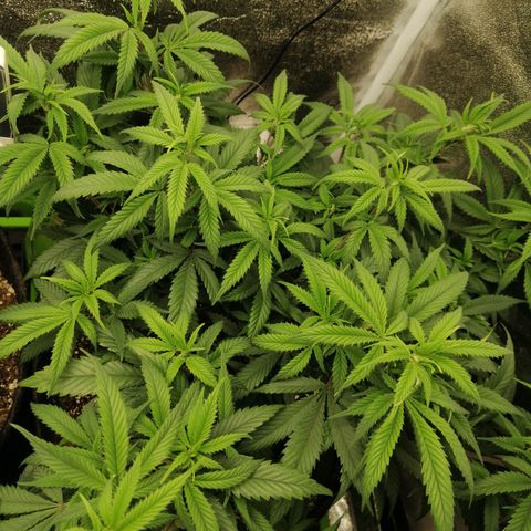 SP growlog timeline photo