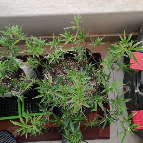 SP growlog timeline photo