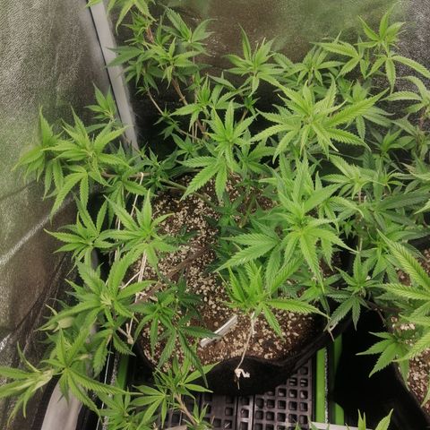 SP growlog timeline photo
