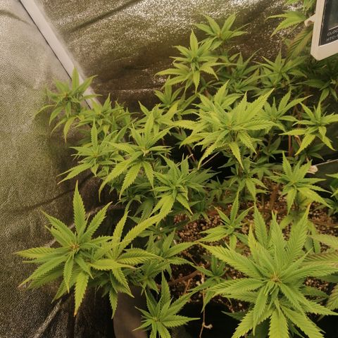 SP growlog timeline photo
