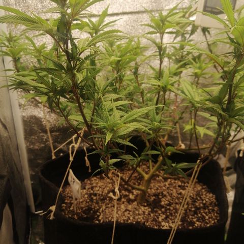 SP growlog timeline photo