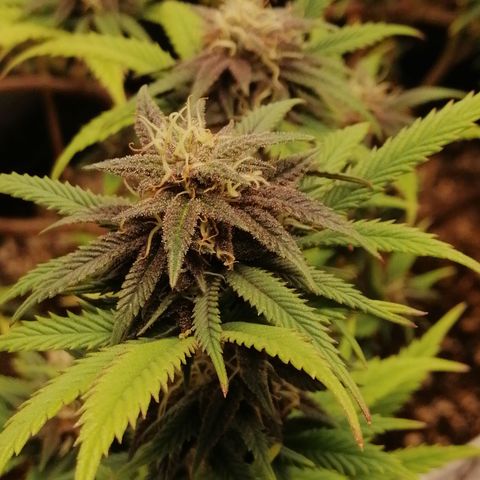 SP growlog timeline photo