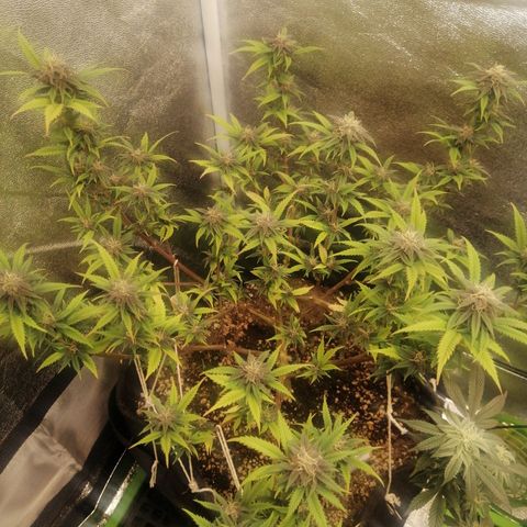 SP growlog timeline photo