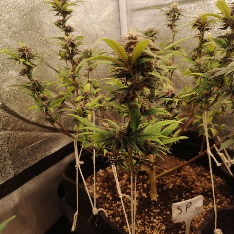 SP growlog timeline photo