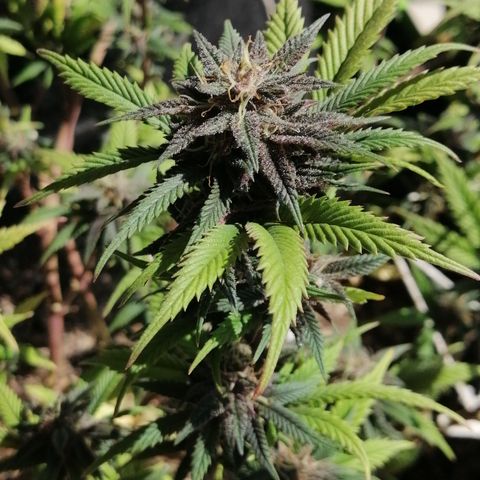 SP growlog timeline photo