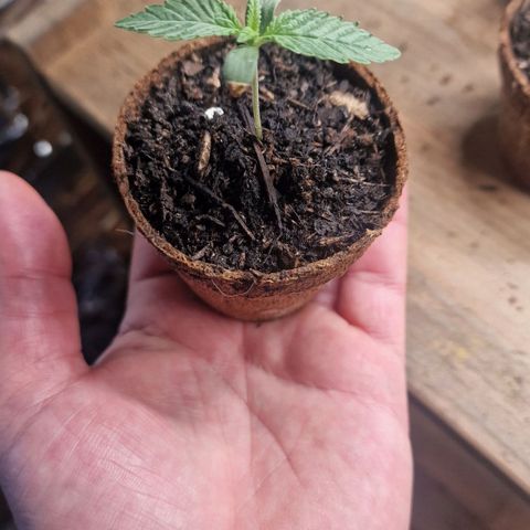 White Widow growlog timeline photo