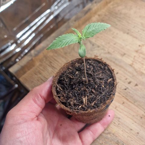 Special Queen #1 growlog timeline photo