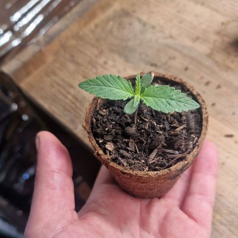 Special Kush #1 growlog timeline photo