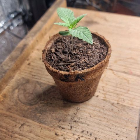 Special Kush #1 growlog timeline photo