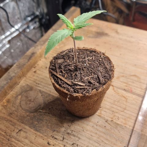 Special Queen #1 growlog timeline photo