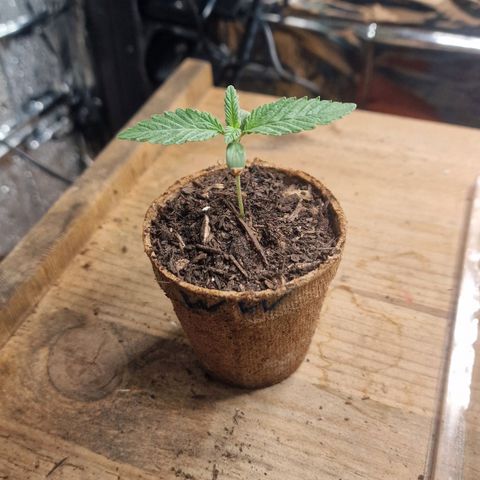 White Widow growlog timeline photo