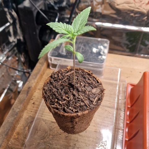 Special Queen #1 growlog timeline photo