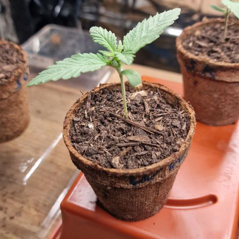 White Widow growlog timeline photo