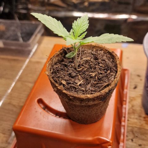 Special Kush #1 growlog timeline photo