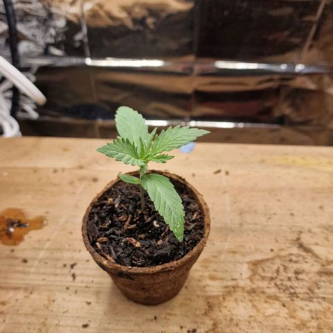 Special Kush #1 growlog timeline photo