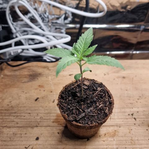 Special Queen #1 growlog timeline photo