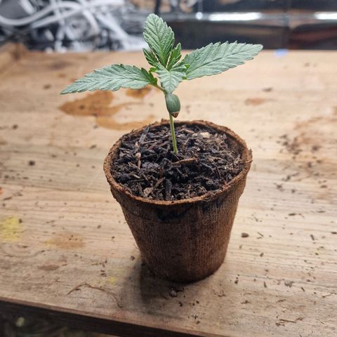 White Widow growlog timeline photo