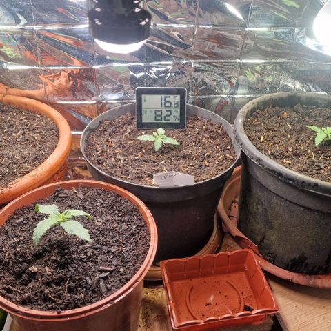 Special Kush #1 growlog timeline photo