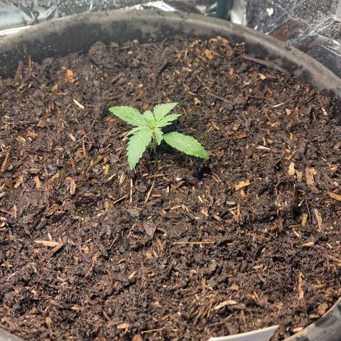 Special Kush #1 growlog timeline photo
