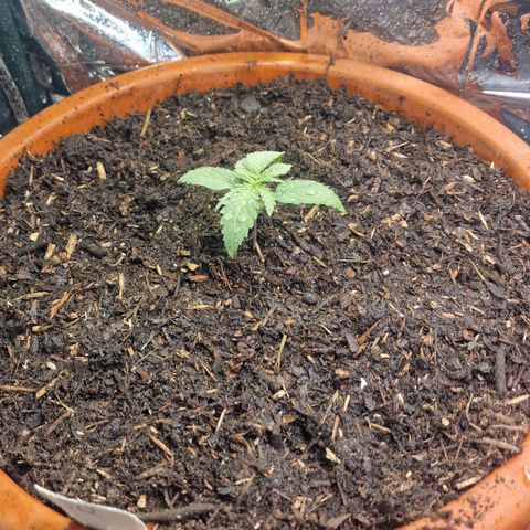 Special Queen #1 growlog timeline photo