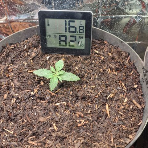 White Widow growlog timeline photo