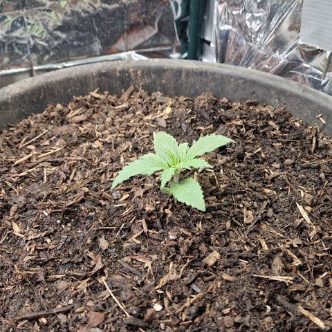 Special Kush #1 growlog timeline photo