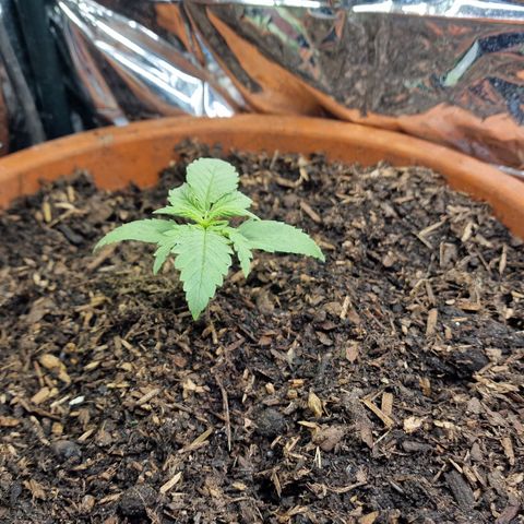 Special Queen #1 growlog timeline photo