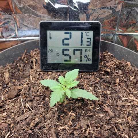White Widow growlog timeline photo
