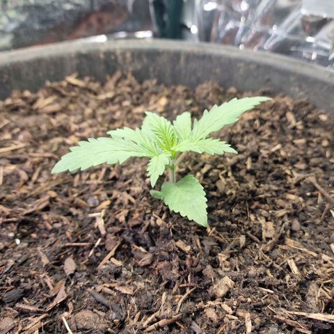 Special Kush #1 growlog timeline photo