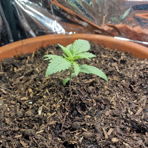 Special Queen #1 growlog timeline photo