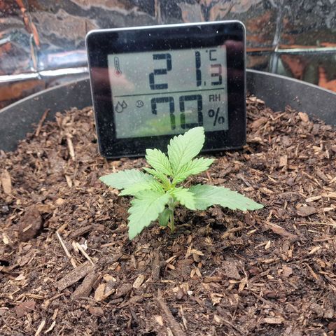 White Widow growlog timeline photo