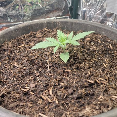 Special Kush #1 growlog timeline photo