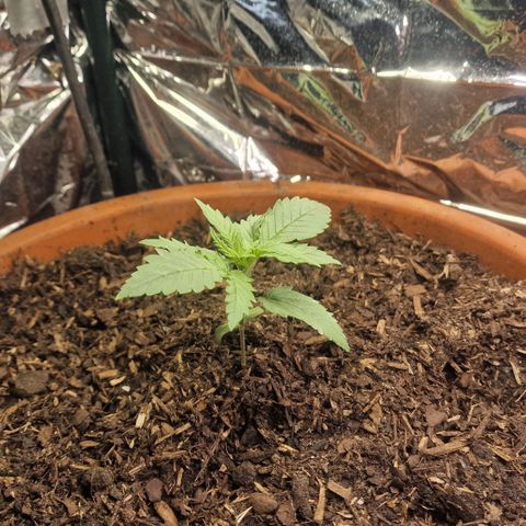 Special Queen #1 growlog timeline photo