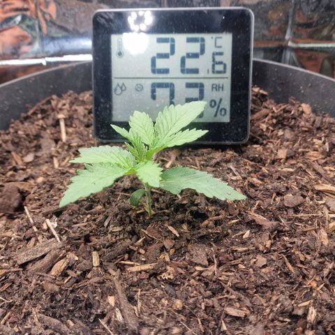 White Widow growlog timeline photo