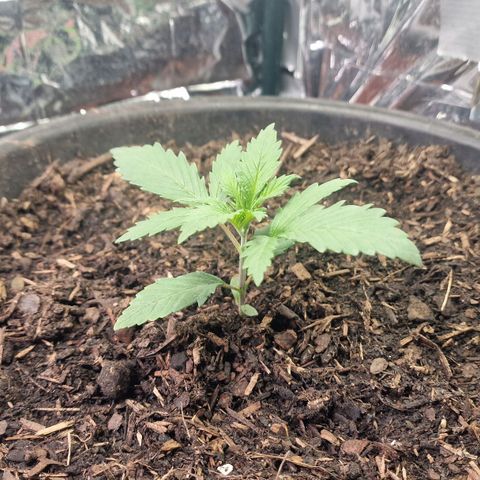 Special Kush #1 growlog timeline photo