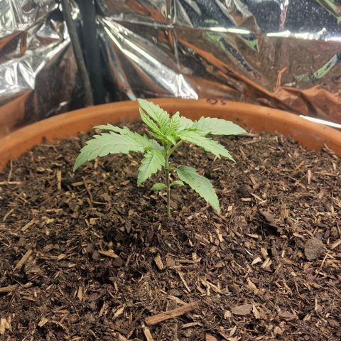 Special Queen #1 growlog timeline photo