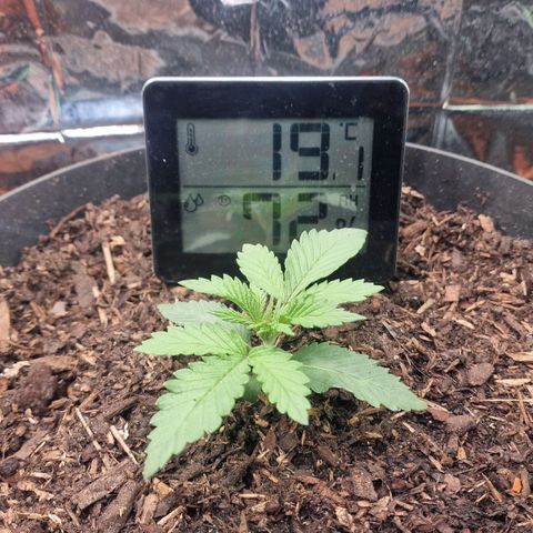 White Widow growlog timeline photo