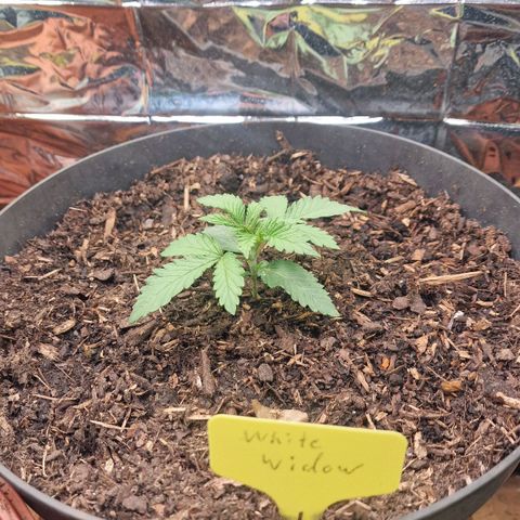 White Widow growlog timeline photo
